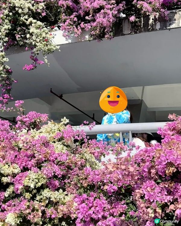 好壯觀的簕杜鵑花海😍