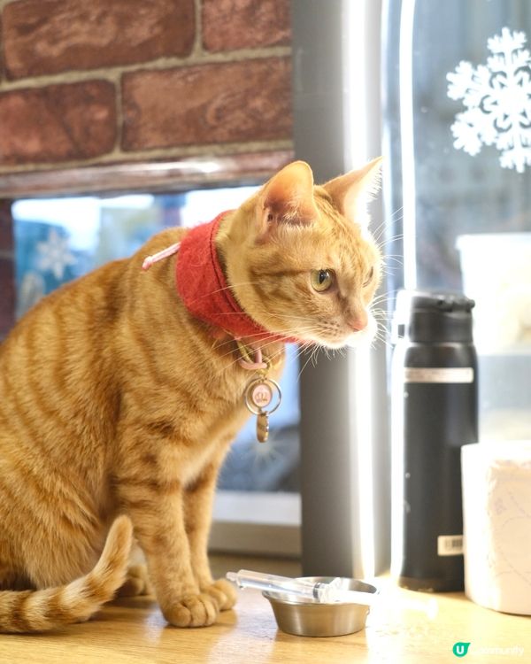 貓奴天堂🌈 全港首間酒吧主題貓咖