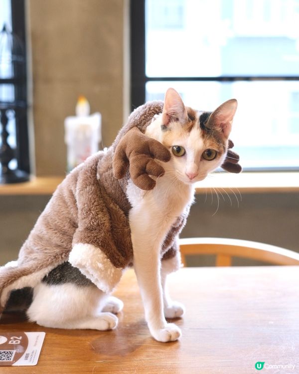 貓奴天堂🌈 全港首間酒吧主題貓咖