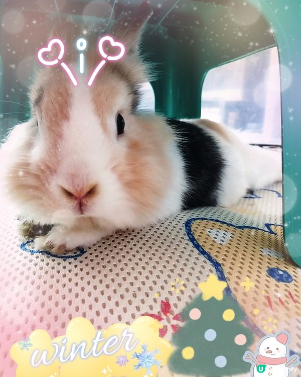 真的毛拘毛束呢~