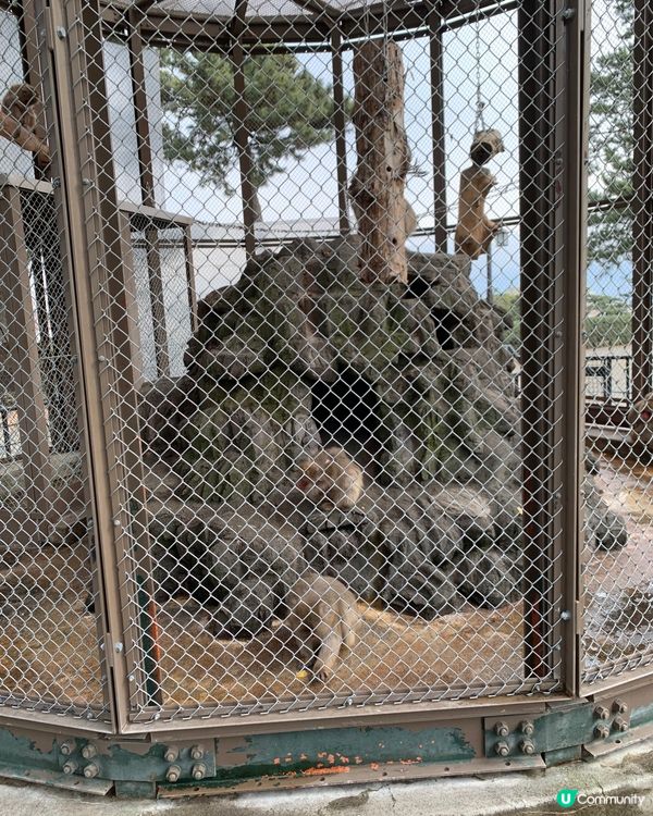 日本戰國不落之城！歷史迷朝聖必到! 小田原城