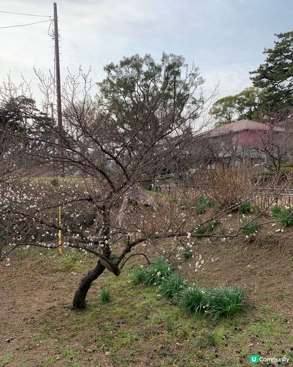 日本戰國不落之城！歷史迷朝聖必到! 小田原城