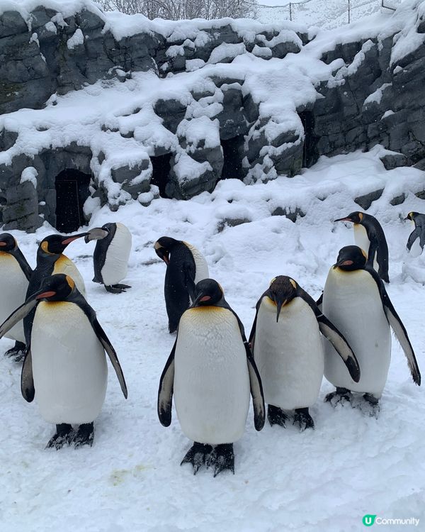 嚟北海道點少得去