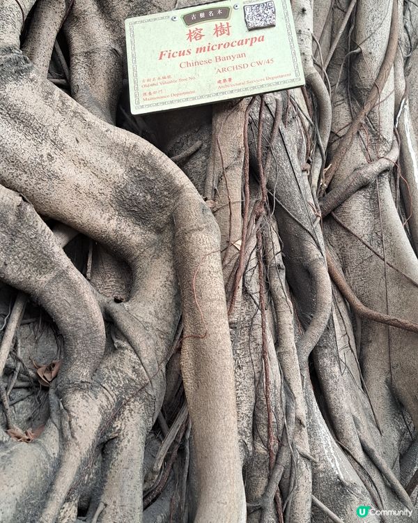 榕樹是香港比較常見的樹木，而且也是很霸王的樹木，氣根可以落地
