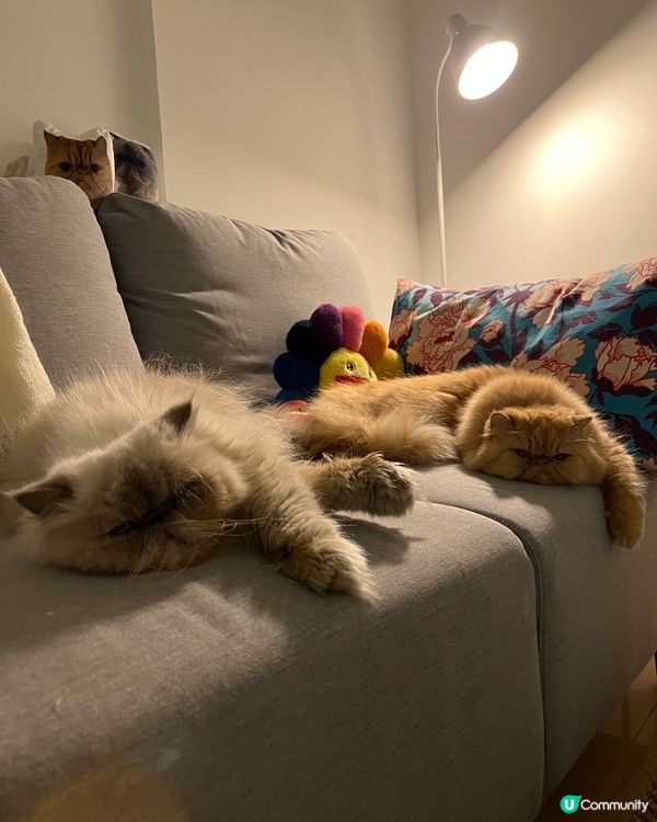 主子日常，奴才仲咩呢幾日係屋企，快啲出去賺錢買罐罐俾我哋啦！