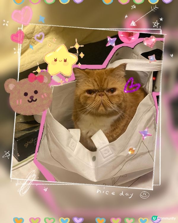 貓袋袋🐱