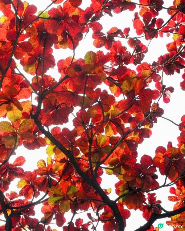 屋村漫步．祕境欖仁樹🍂