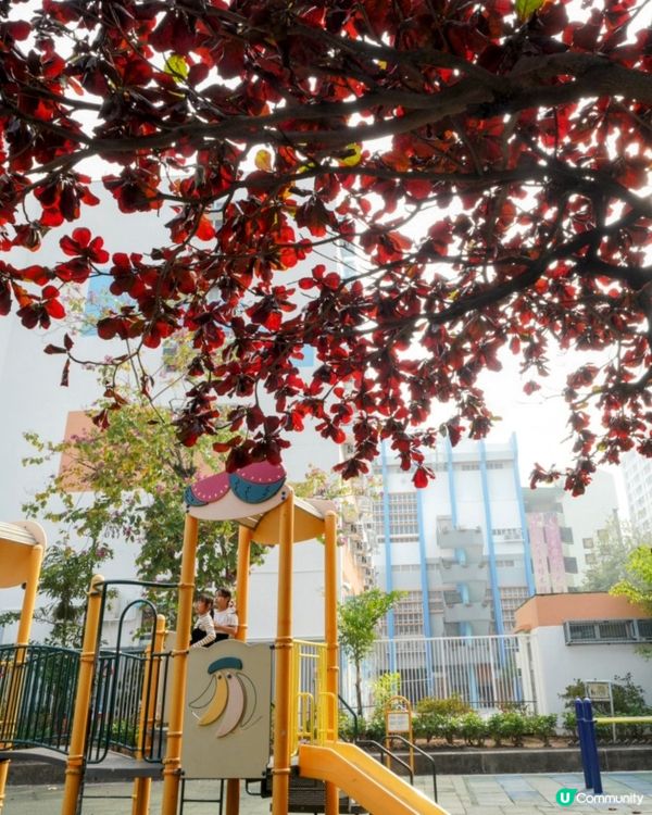 屋村漫步．祕境欖仁樹🍂