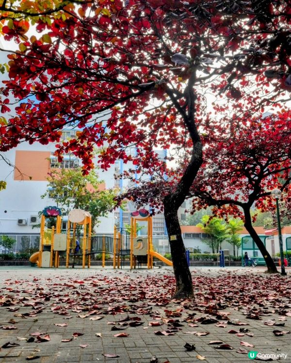 屋村漫步．祕境欖仁樹🍂