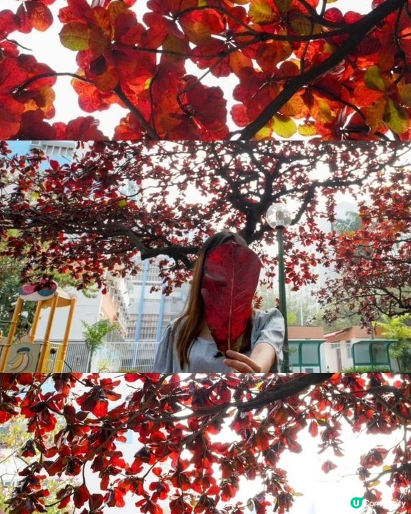 屋村漫步．祕境欖仁樹🍂