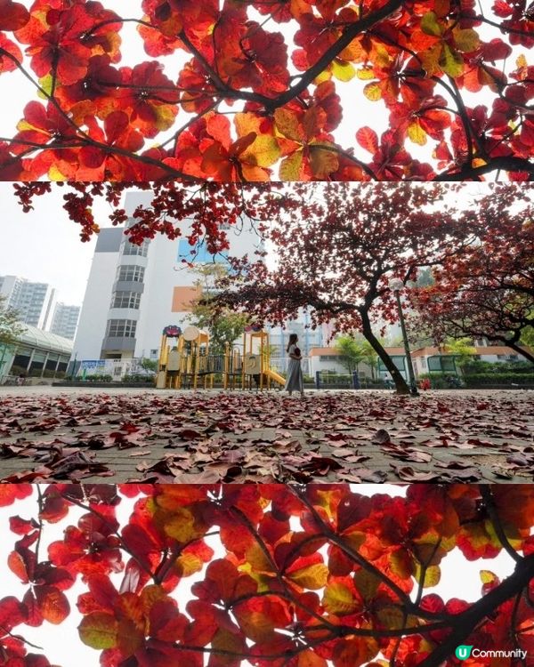 屋村漫步．祕境欖仁樹🍂