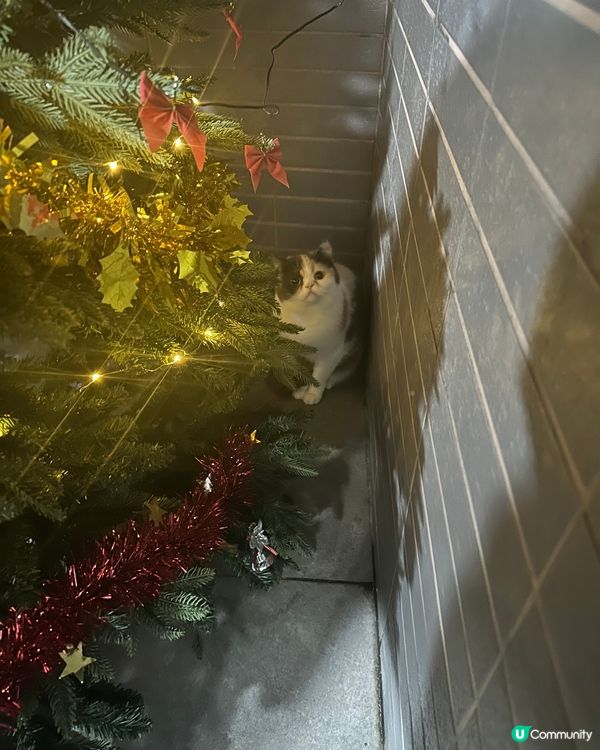 今個冬天最中意出露台玩，仲要呢埋入聖誕樹下面！#毛拘毛束