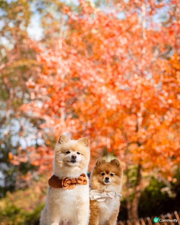 香港賞紅葉🍁｜大棠2024年最新情報
