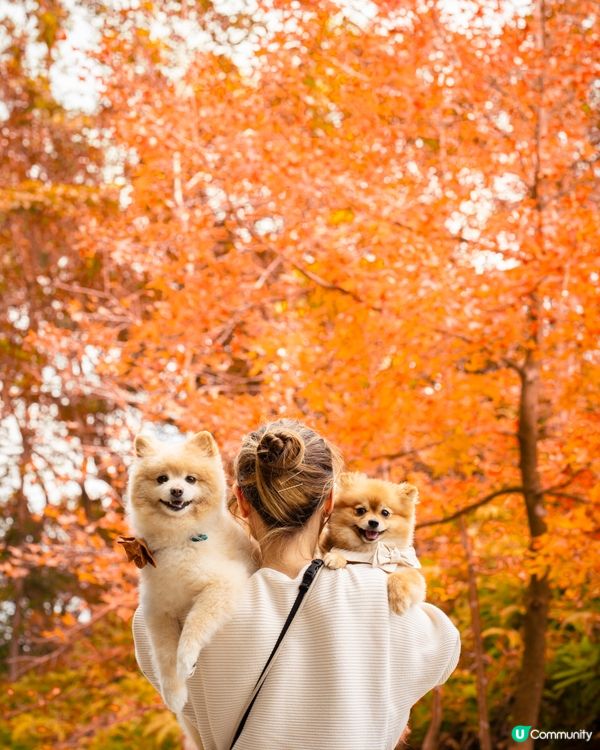 香港賞紅葉🍁｜大棠2024年最新情報