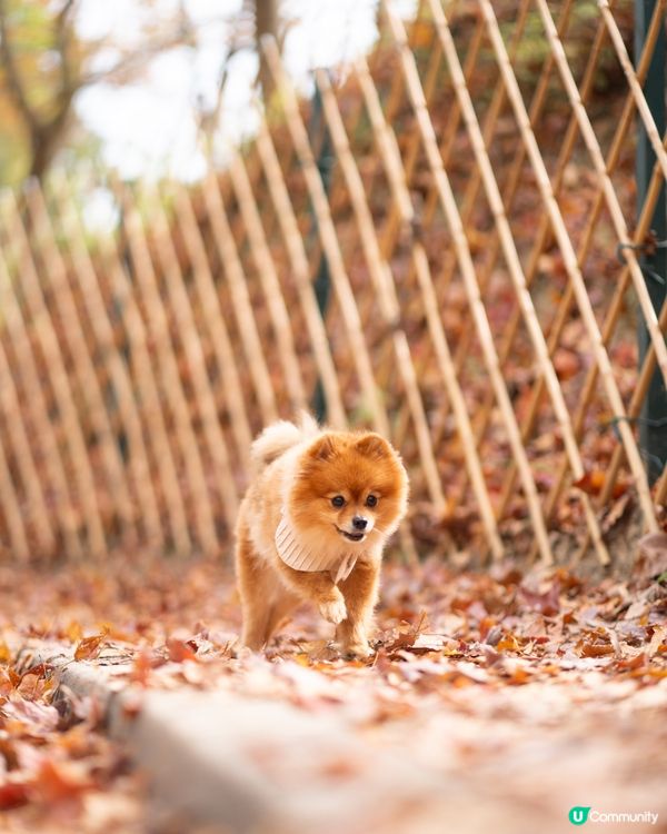 香港賞紅葉🍁｜大棠2024年最新情報