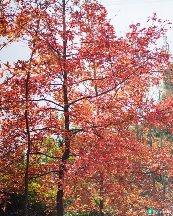 香港賞紅葉🍁｜大棠2024年最新情報