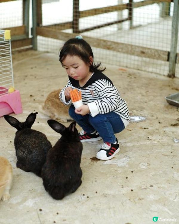 假期好去處｜大埔蝶豆花園｜大人細路都啱玩｜天鵝湖觀塘船｜餵羊鴕｜勁大戶外遊樂設施🛝