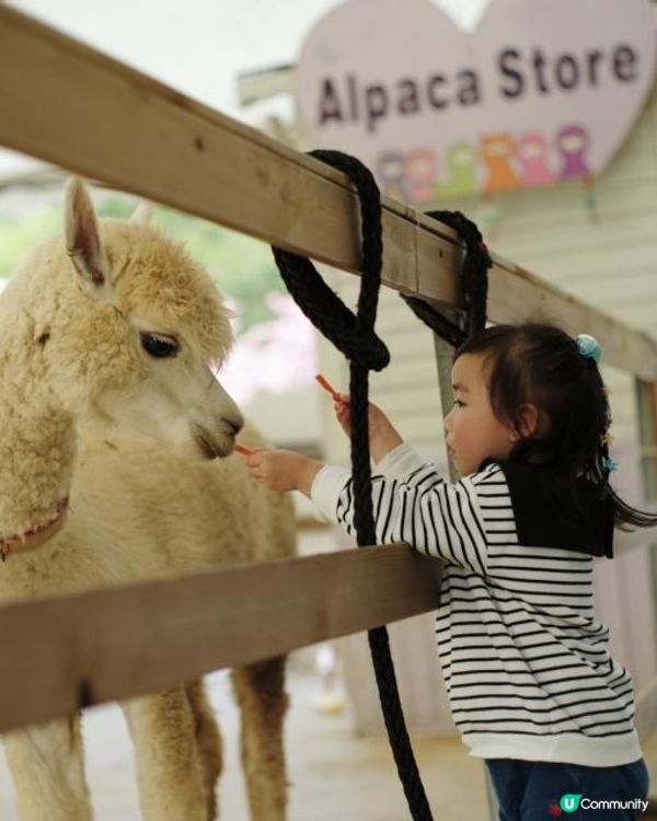 假期好去處｜大埔蝶豆花園｜大人細路都啱玩｜天鵝湖觀塘船｜餵羊鴕｜勁大戶外遊樂設施🛝