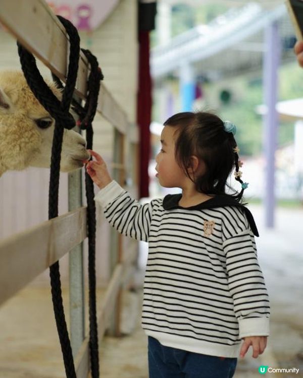 假期好去處｜大埔蝶豆花園｜大人細路都啱玩｜天鵝湖觀塘船｜餵羊鴕｜勁大戶外遊樂設施🛝