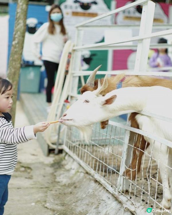 假期好去處｜大埔蝶豆花園｜大人細路都啱玩｜天鵝湖觀塘船｜餵羊鴕｜勁大戶外遊樂設施🛝