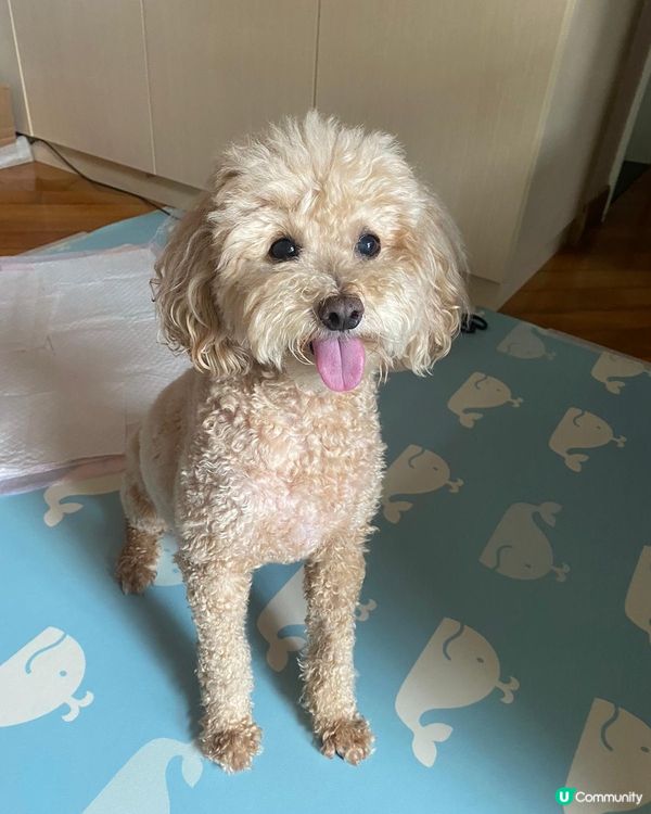 百厭狗狗🤣 #毛拘毛束