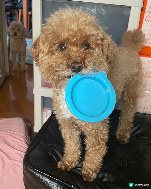 百厭狗狗🤣 #毛拘毛束