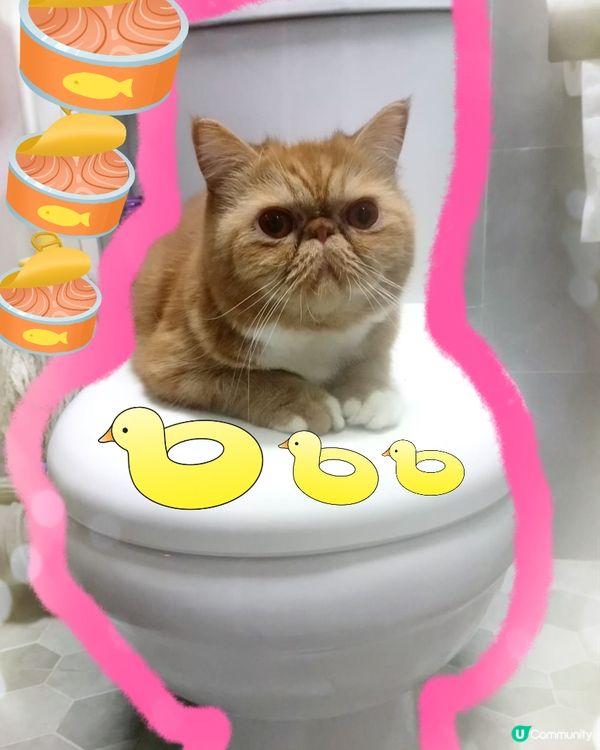 廁所貓保安🛀