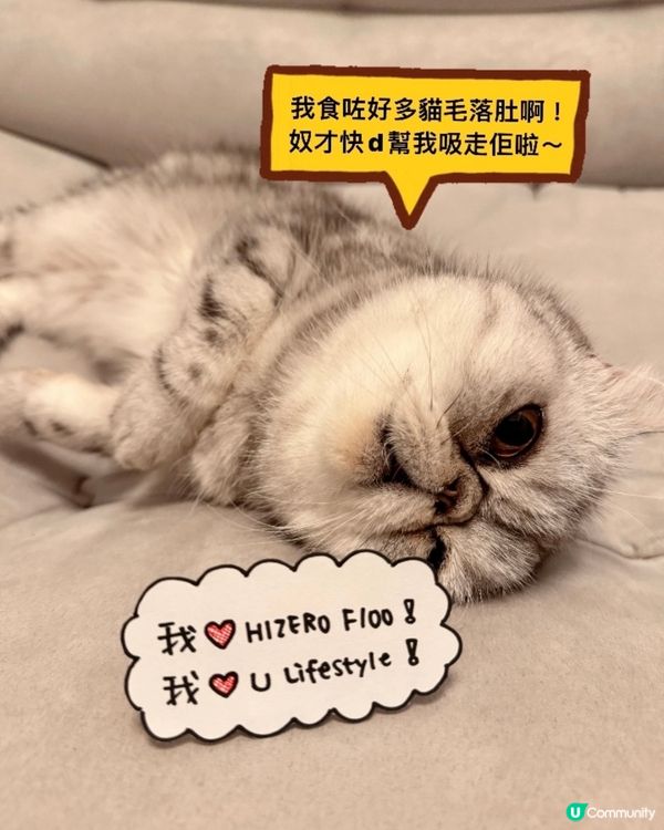 喵～～我食貓毛食到肚仔痛～😣😣😣