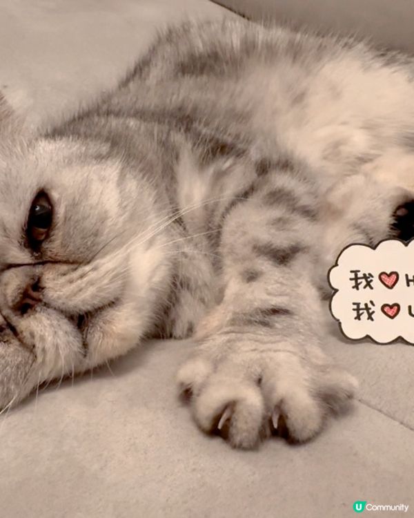 喵～～我食貓毛食到肚仔痛～😣😣😣