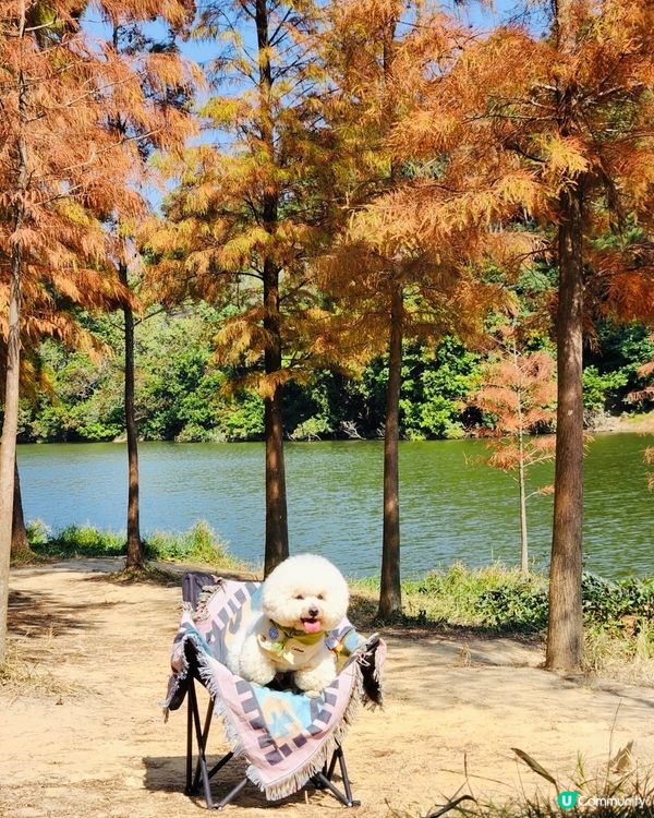 欣賞紅葉🍁好去處