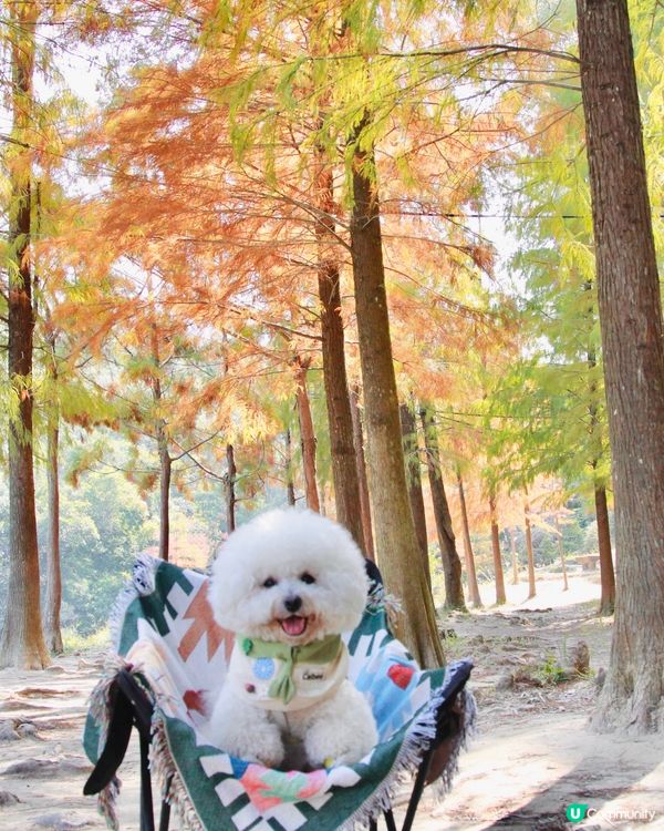 欣賞紅葉🍁好去處