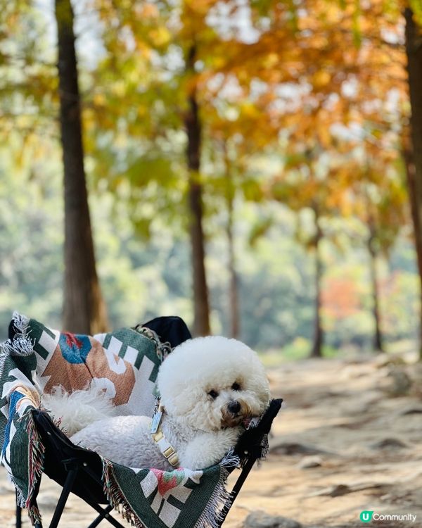 欣賞紅葉🍁好去處