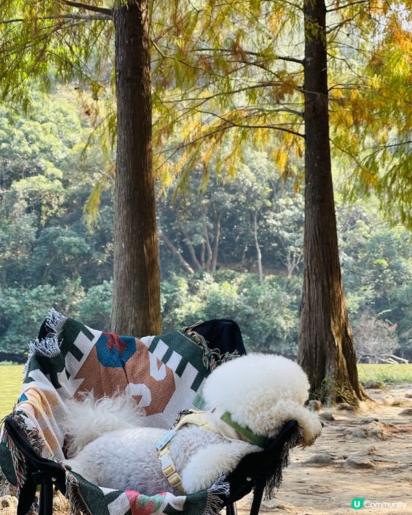 欣賞紅葉🍁好去處