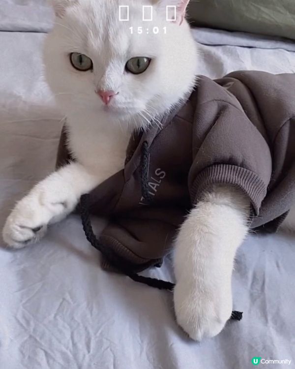 2024年快樂！性感貓咪😘