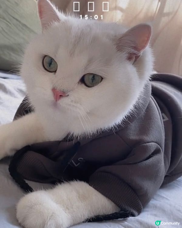 2024年快樂！性感貓咪😘