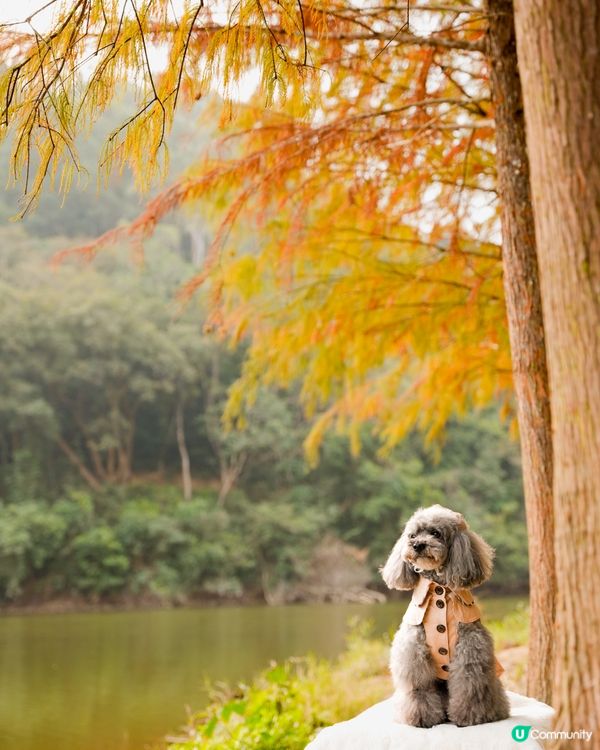 🍂落羽松迎接2024🍃