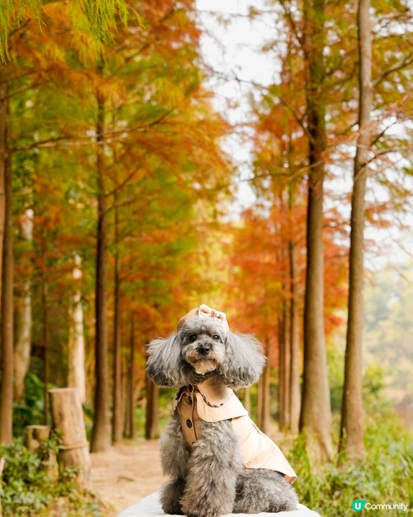 🍂落羽松迎接2024🍃