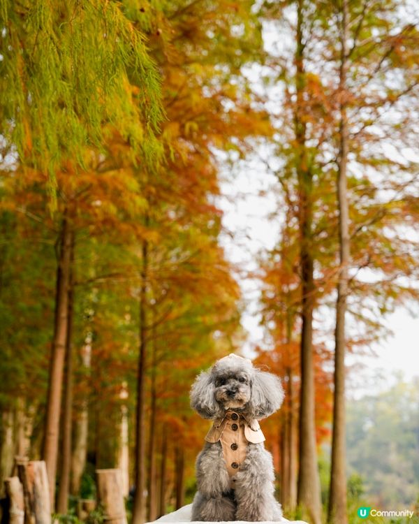 🍂落羽松迎接2024🍃