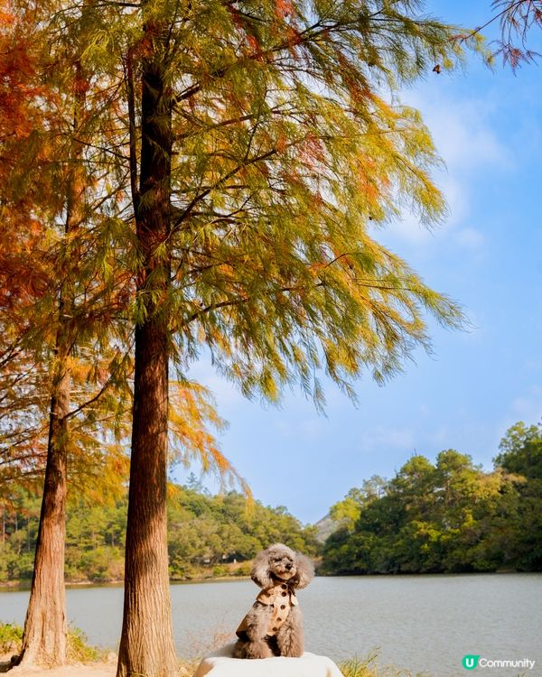 🍂落羽松迎接2024🍃