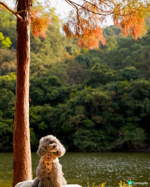 🍂落羽松迎接2024🍃