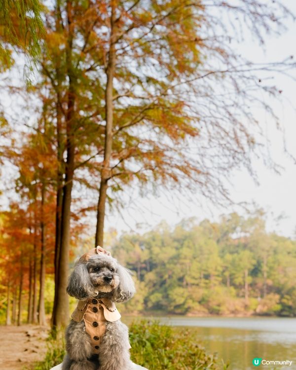 🍂落羽松迎接2024🍃