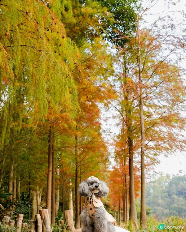 🍂落羽松迎接2024🍃