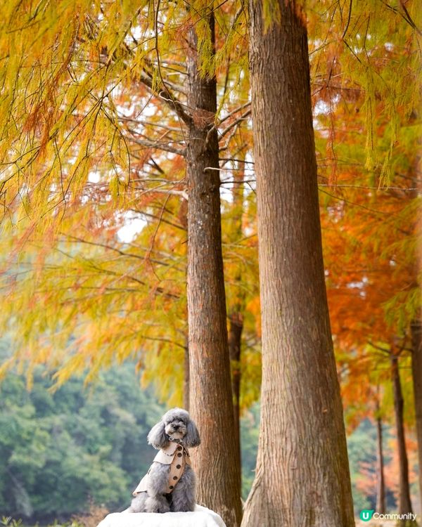 🍂落羽松迎接2024🍃