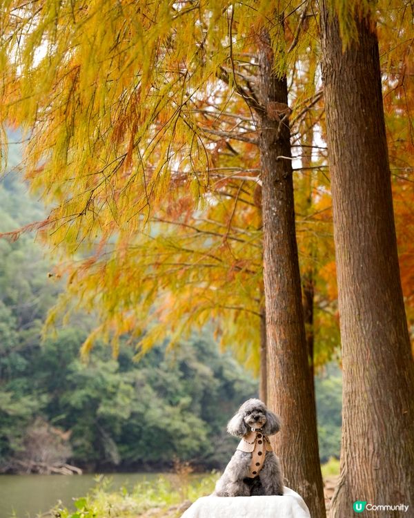 🍂落羽松迎接2024🍃