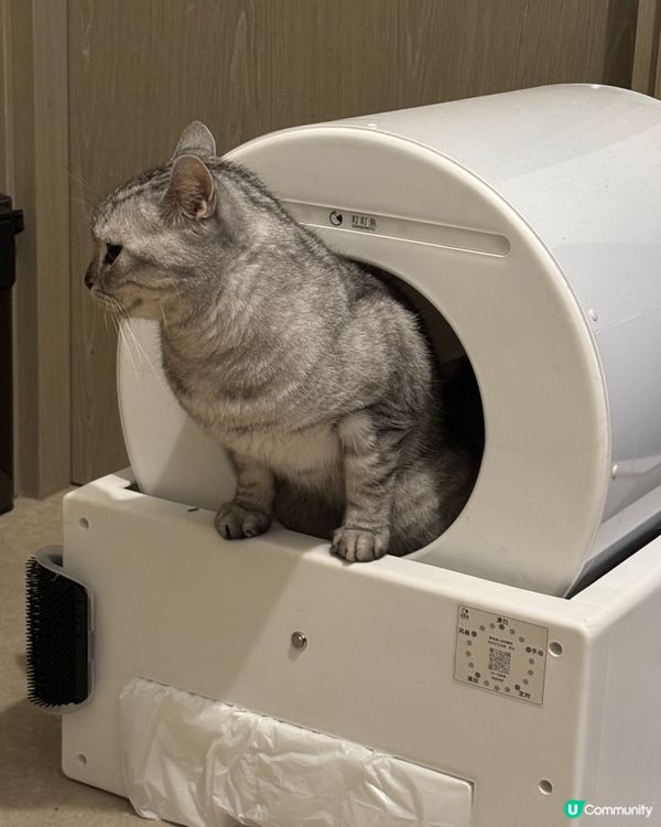 #貓貓日常#貓奴#主子#毛拘毛束