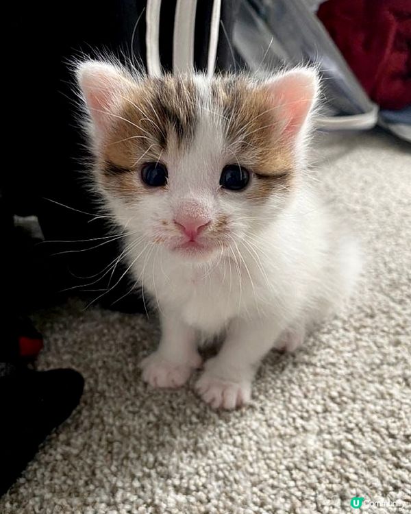 似唔似戴咗眼鏡？