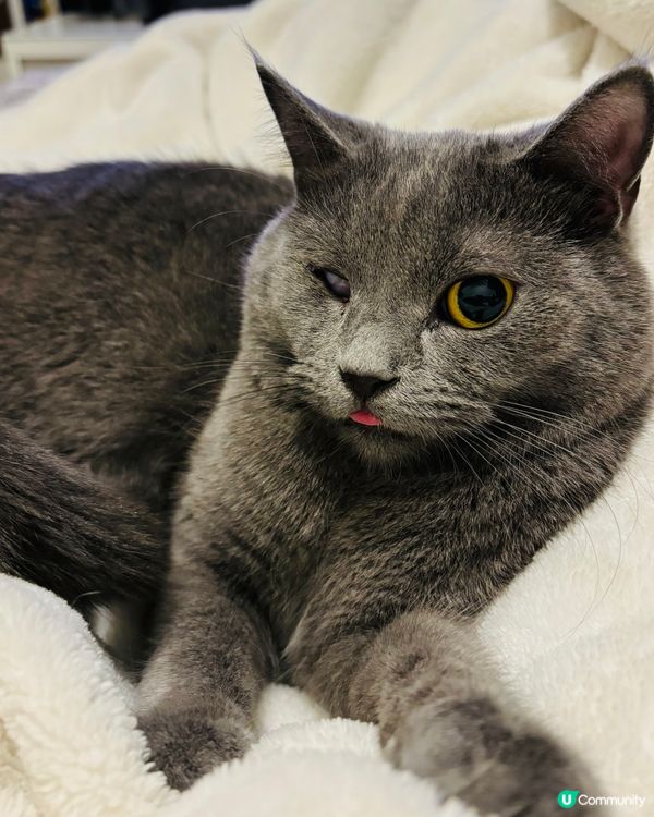 多士 英國短毛貓展開奇妙旅程