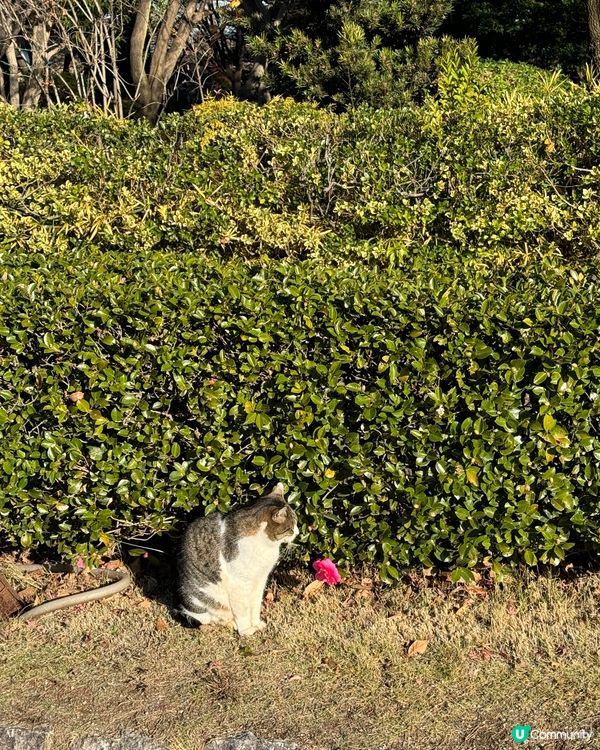 日本四大城之一 名古屋城