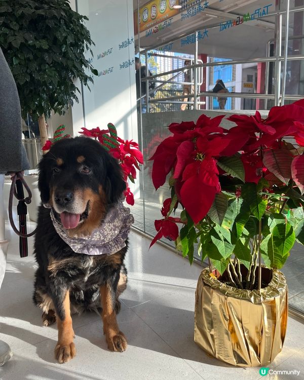 人見人愛的小狗