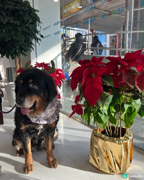 人見人愛的小狗